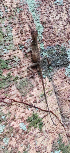 Indonesia Earless Agama, Aphaniotis acutirostris