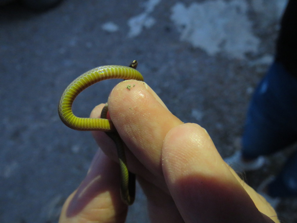 Black-necked Centipede Snake