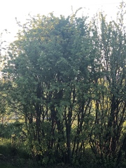 Caragana arborescens