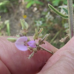 Desmodium sessilifolium