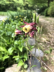 Aquilegia oxysepala