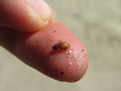 Chilometopon abnorme