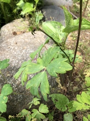 Aquilegia oxysepala