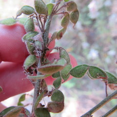 Desmodium sessilifolium