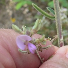 Desmodium sessilifolium