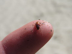 Chilometopon abnorme