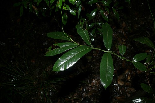 Image of Flindersia schottiana by (c) Greg Tasney, some rights reserved (CC BY-SA)