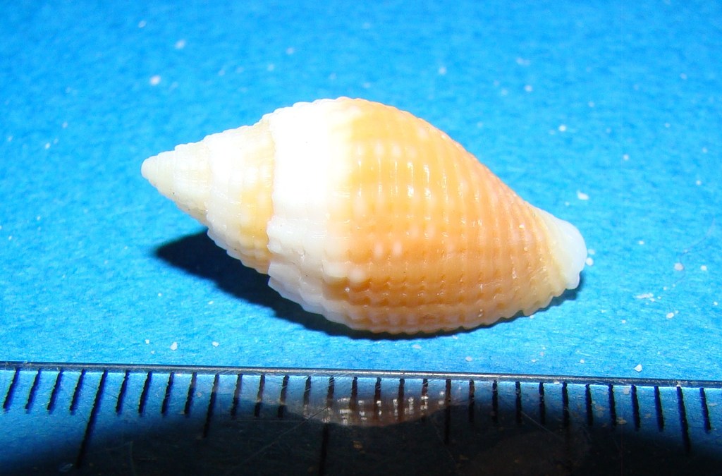 Strigatella lugubris