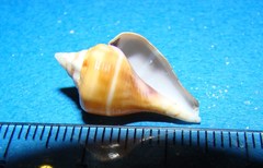 Gibberulus gibberulus