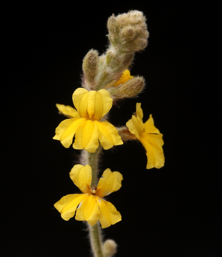 Verreauxia