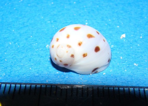 Naticarius onca