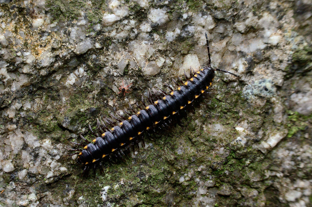 Chondromorpha kelaarti