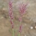 Eragrostis leporina - Photo (c) geoffbyrne, algunos derechos reservados (CC BY-NC)