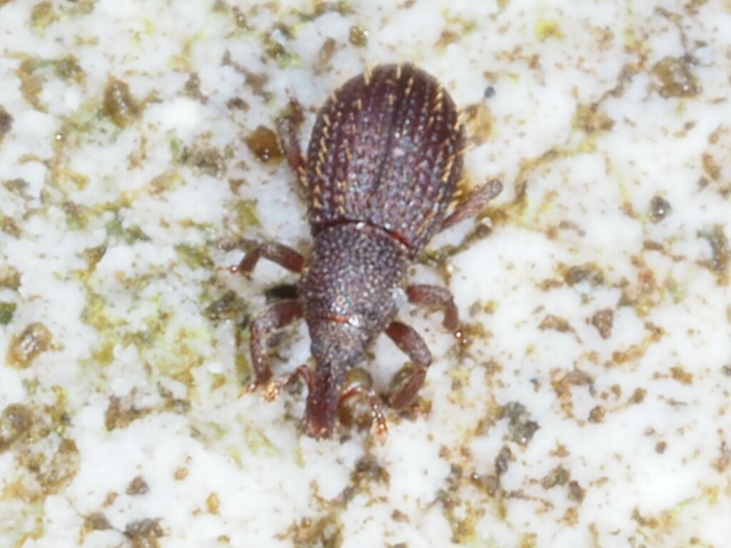 Cotaster uncipes