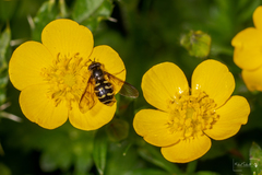 Dasysyrphus