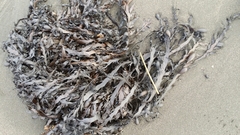 Carpophyllum maschalocarpum