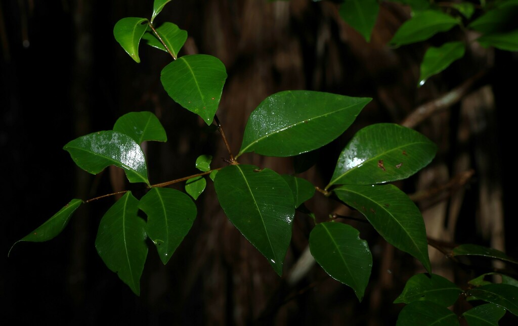 Grey Myrtle in July 2024 by Greg Tasney · iNaturalist