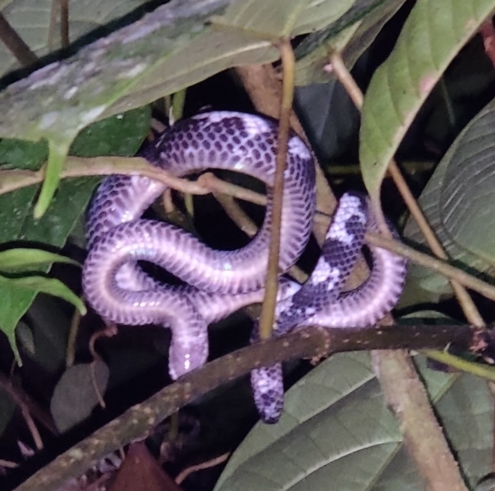 Malayan Slug Snake