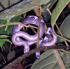Malayan Slug Snake photo 1