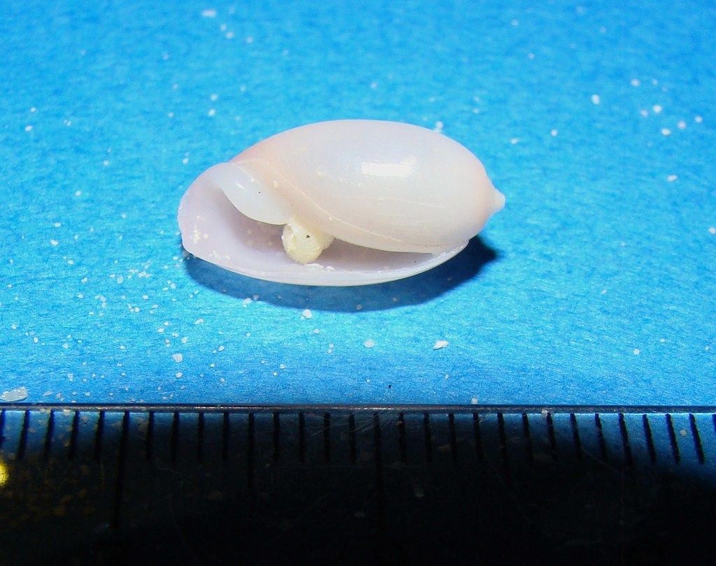 Pupa nitidula