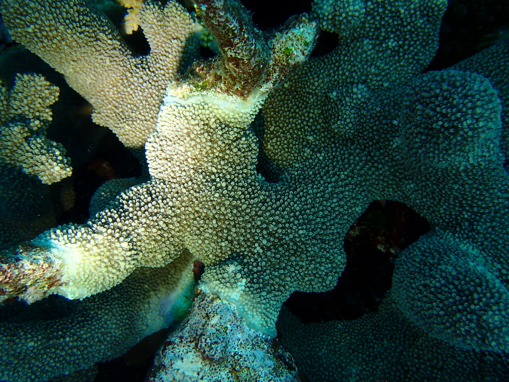 Acropora robusta
