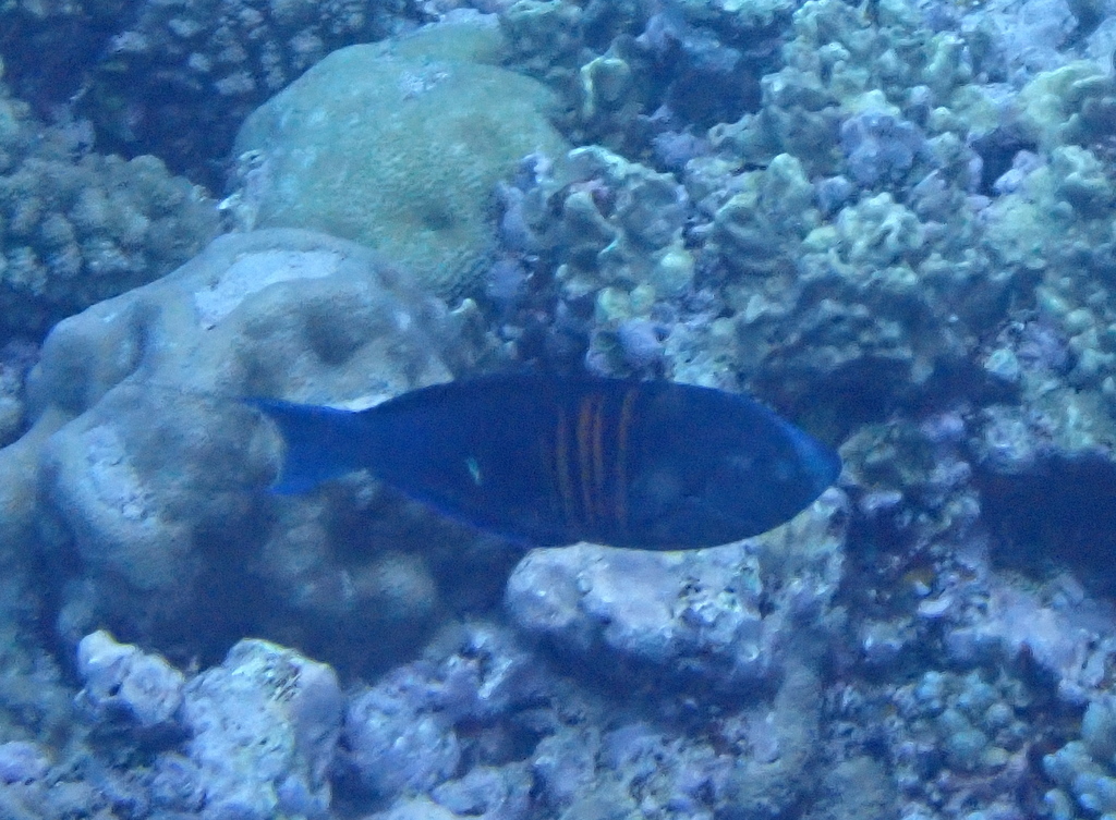 Rust-banded Wrasse