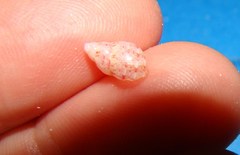 Phasianellidae