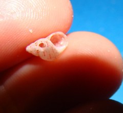 Phasianellidae