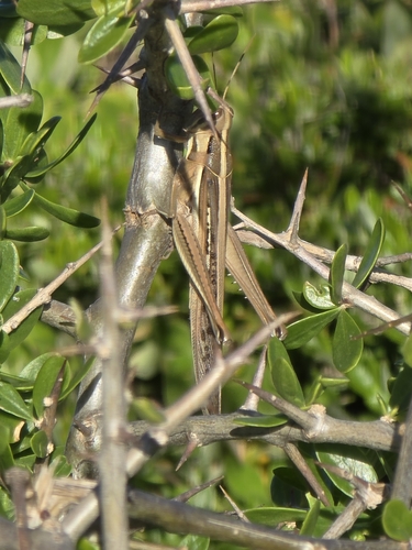 Spur-throated Locust photo 3
