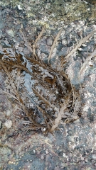 Carpophyllum maschalocarpum