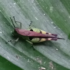 Xiphiola cyanoptera