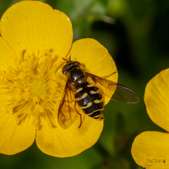 Dasysyrphus