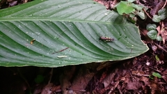 Xiphiola cyanoptera