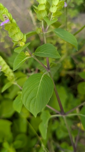 Image of Justicia glauca by (c) Ravuri Krishna Chaitanya, some rights reserved (CC BY)