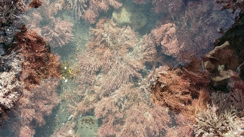 Image of Jania verrucosa by (c) Emily Roberts, some rights reserved (CC BY)