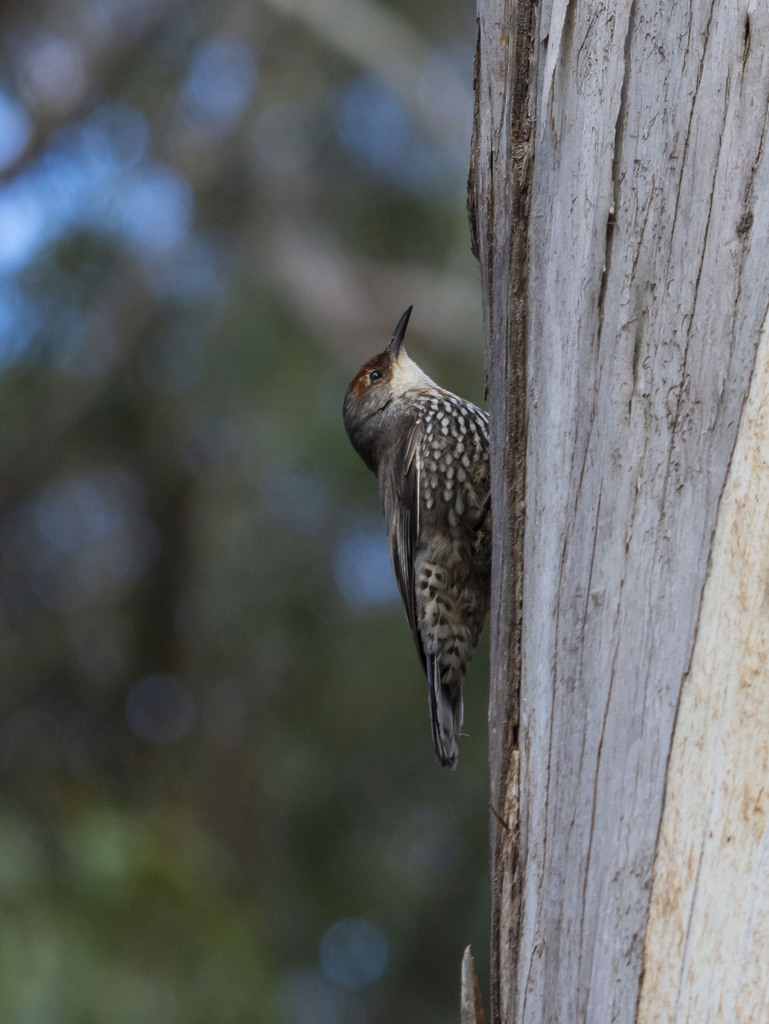 Red-browed Treecreeper photo