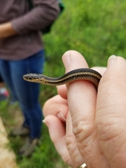 Thamnophis butleri