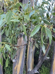 Eucalyptus johnstonii, photograph (c) Jenny O'Connell, some rights reserved (CC BY)