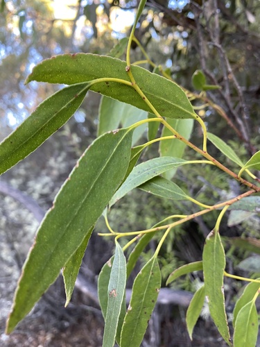 Eucalyptus johnstonii, photograph 3