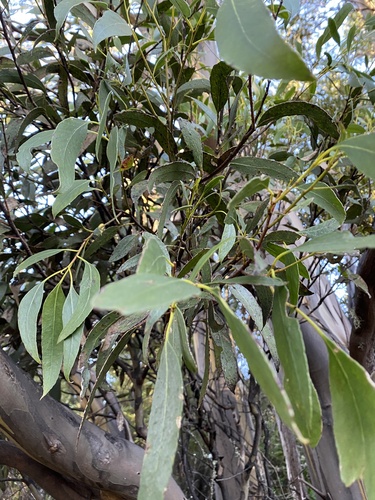 Eucalyptus johnstonii, photograph 4