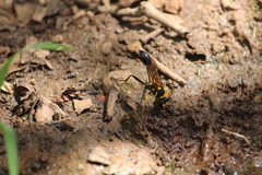 Sceliphron fistularium