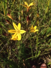 Triteleia ixioides ixioides