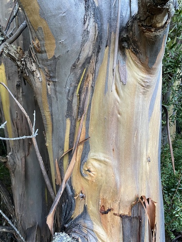 Eucalyptus johnstonii, photograph 5