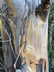 Eucalyptus johnstonii, photograph (c) Jenny O'Connell, some rights reserved (CC BY)