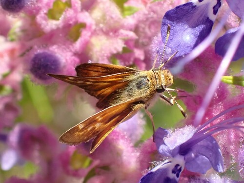 Rural Skipper photo 6