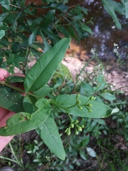 Hypericum nudiflorum