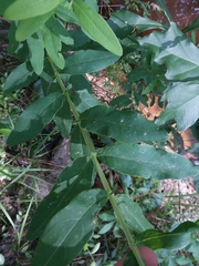 Hypericum nudiflorum