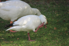 Anser caerulescens × rossii
