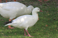 Anser caerulescens × rossii