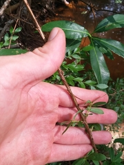 Hypericum nudiflorum